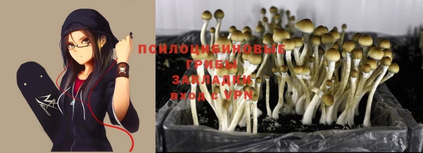 PSILOCYBIN Вяземский